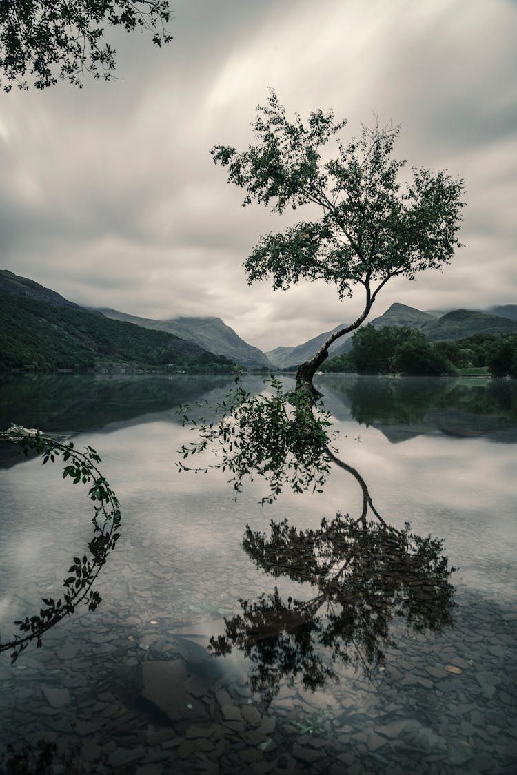 Tree With Reflection On Body Of Water