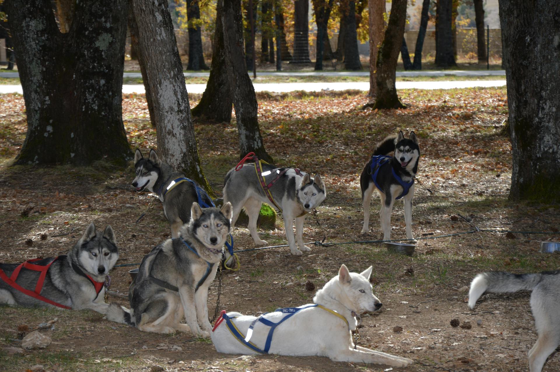 Pack of Dogs in Sled Harness Resting in a Park