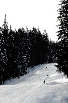Skiers descend a snowy slope surrounded by a dense pine forest in Bansko, Bulgaria.