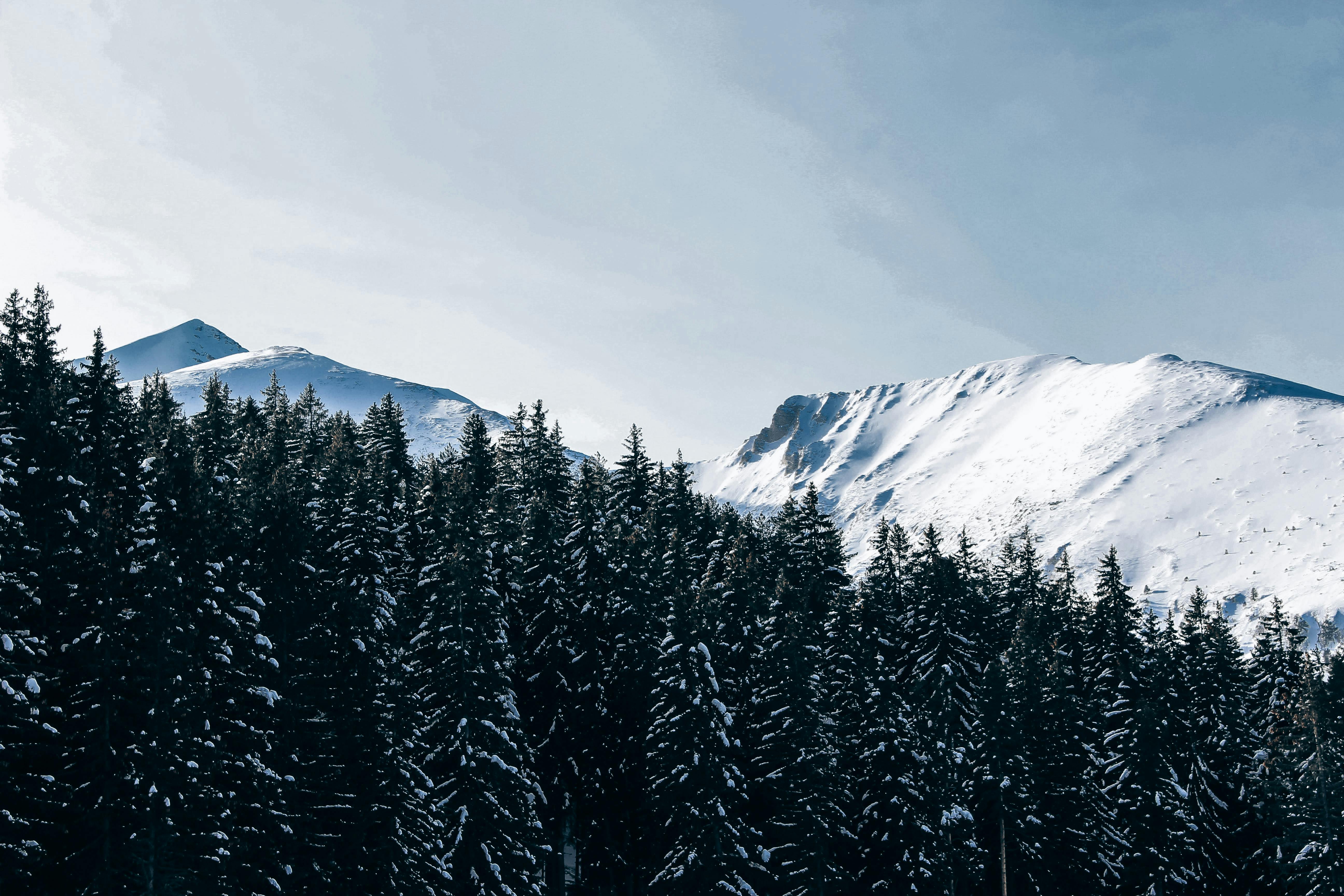 forest and mountains