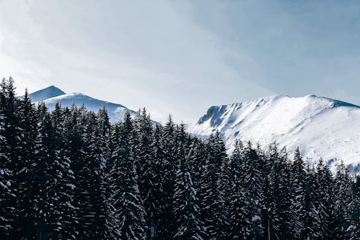 A breathtaking view of snow-covered mountains and pine trees in Bansko, Bulgaria.