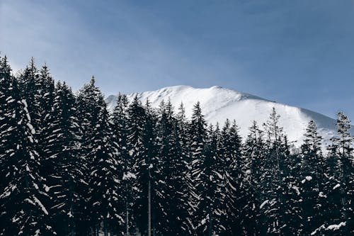 森と山