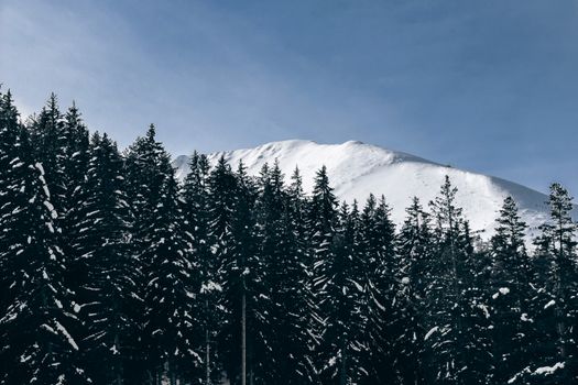Stunning view of snow-covered mountains and evergreen forest in Bansko, Bulgaria. 15576704