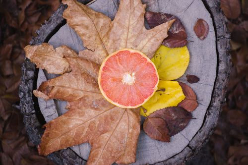 Free Close-up of autumn leaves with a grapefruit slice on a tree stump in Yazd, Iran. Stock Photo
