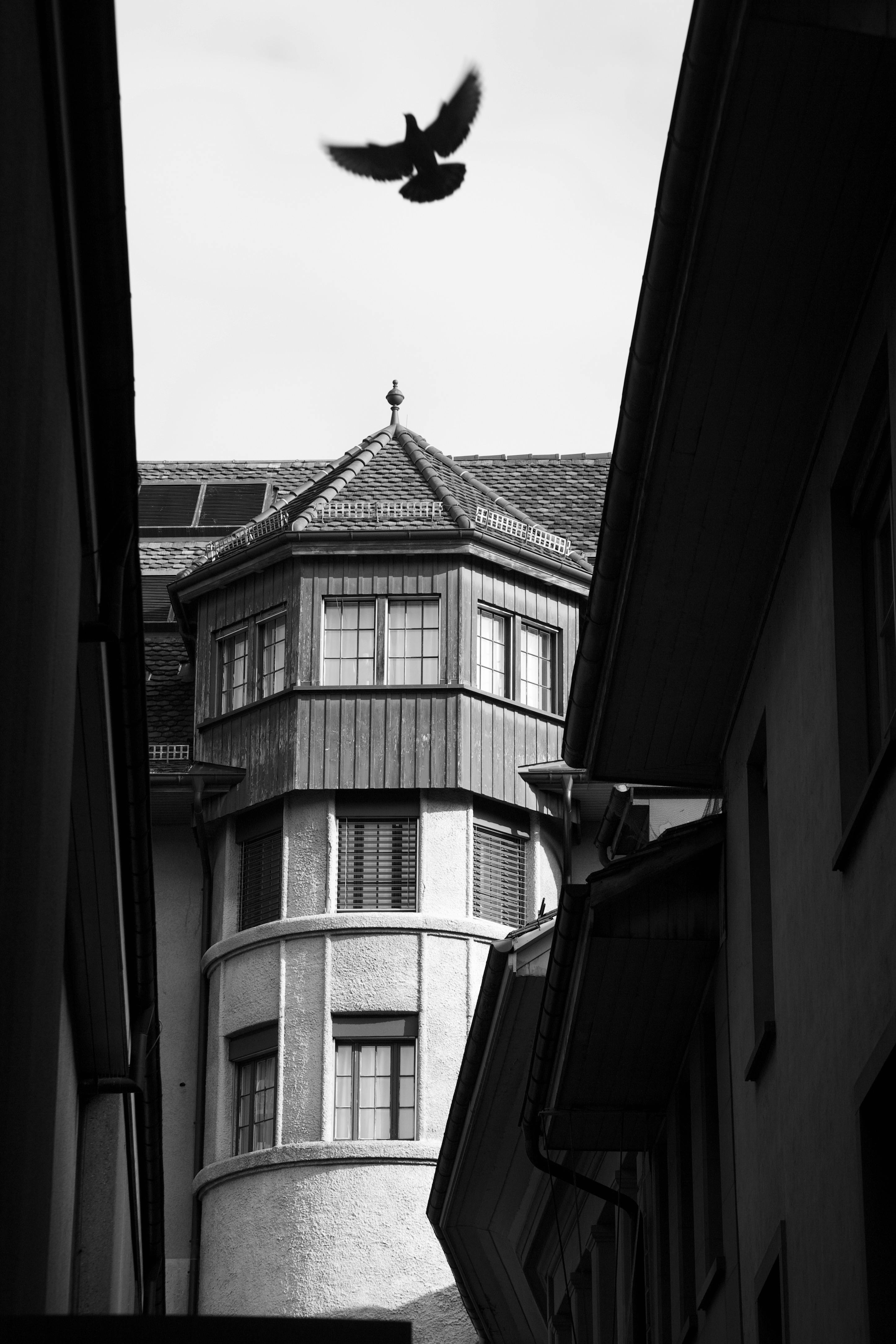 Pigeon Flying Photos, Download The BEST Free Pigeon Flying Stock Photos