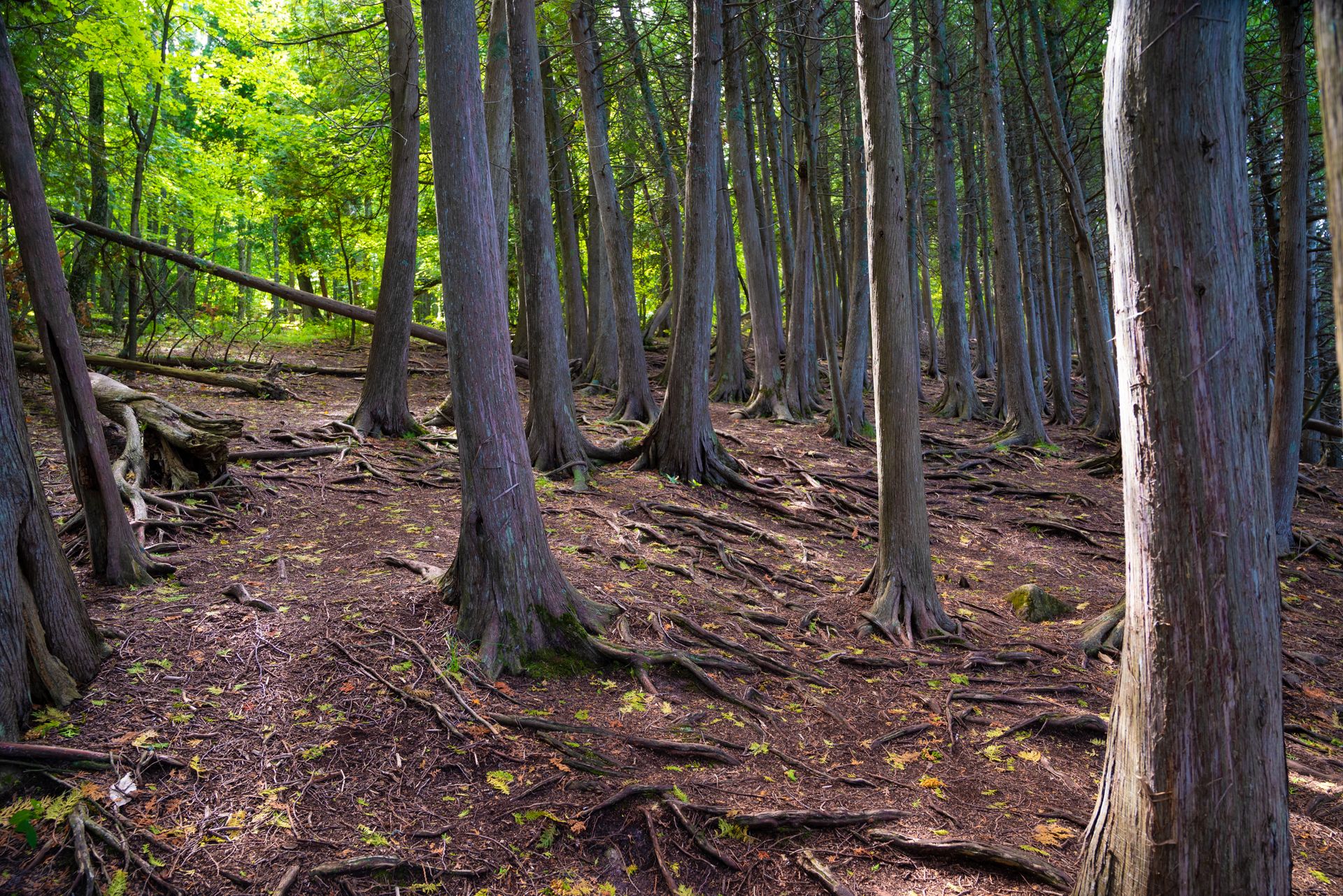 Vibrant cedar forest in Gills Rock, Wisconsin showcasing natural beauty and serene landscape.