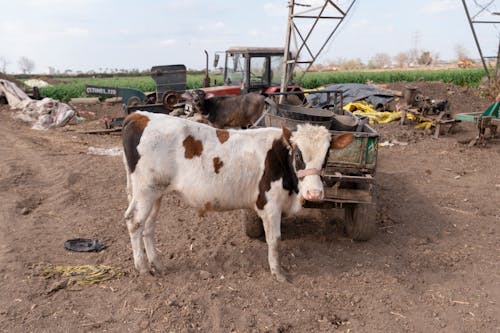 Imagine de stoc gratuită din activități agricole, agricultură, animal