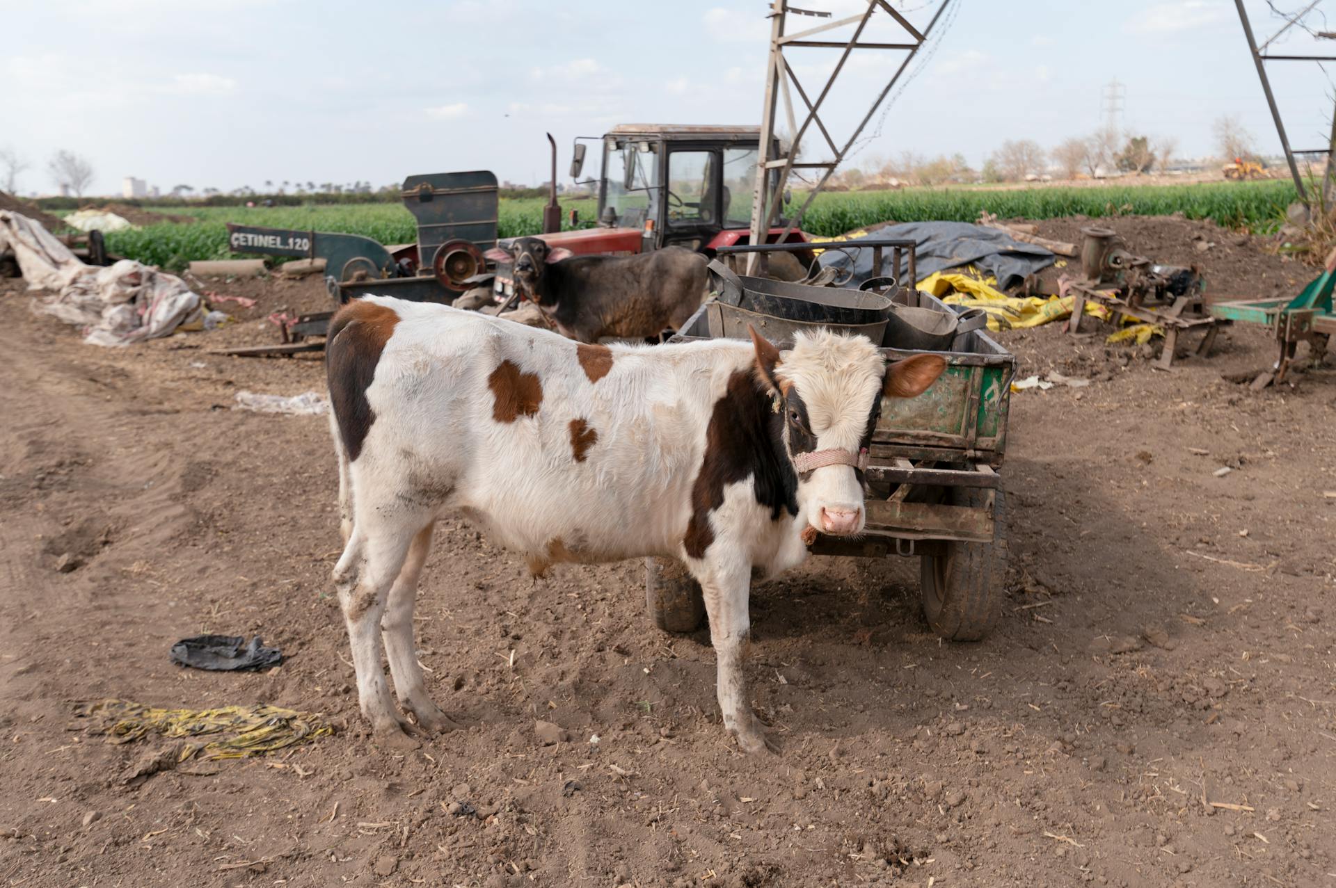 Holstein cow beside farm equipment in a rural landscape, showcasing agricultural life.