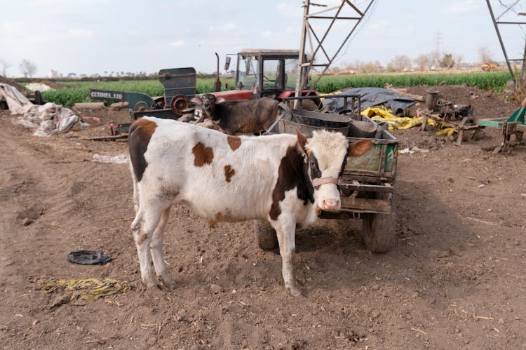 A Cow On A Farm 