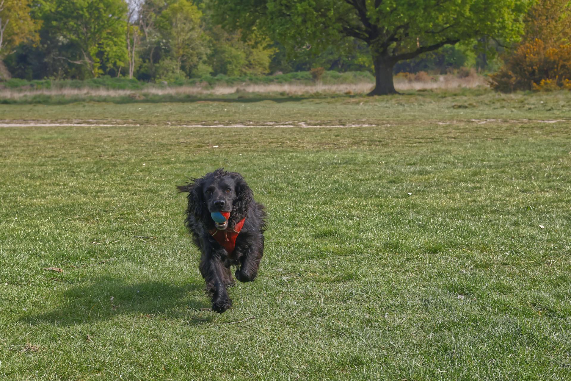 Black Long-haired Dog Fetching a Ball in the Park