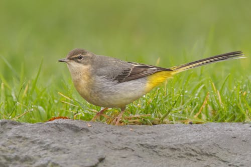 Grey Wagtail Sitting on Grass