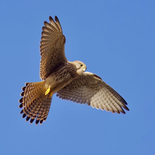 Foto profissional grátis de asas abertas, ave, aviário