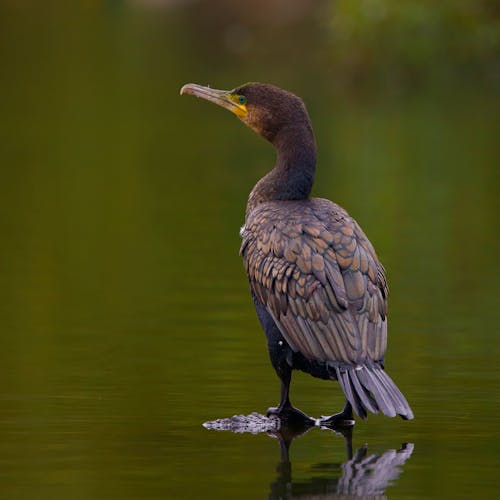 Great Cormorant Standing in Shallow Water