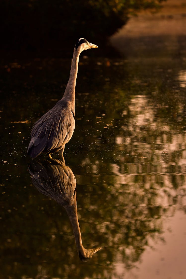 Heron And Reflection In Water