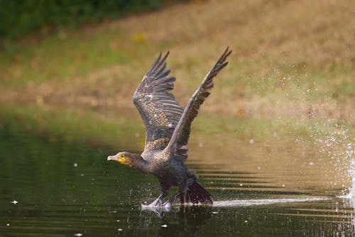 Great Cormorant Landing in the Lake