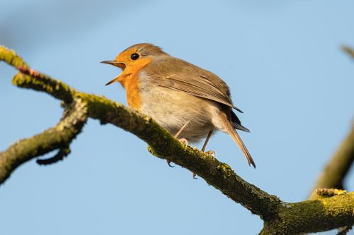 Free A European robin perched on a mossy branch, singing in the sunlight. Stock Photo