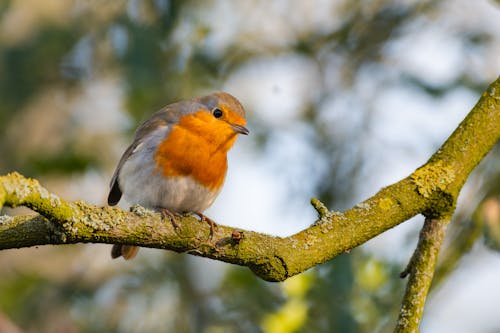 European Robin Perching on a Tree Branch