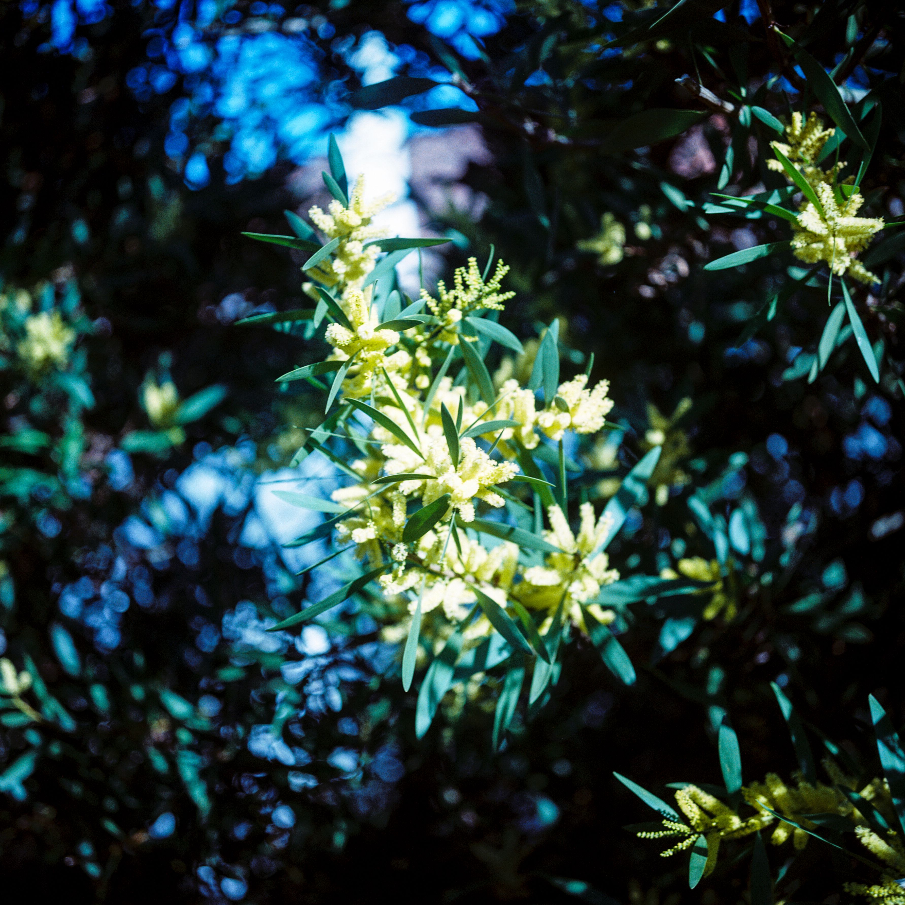 Beautiful yellow flowers and dark green leaves bask in Óbidos' spring sunshine.