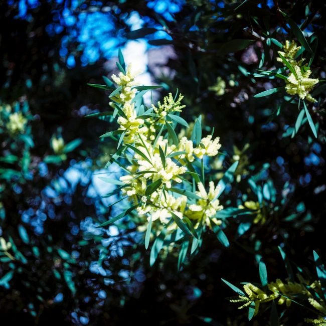 Beautiful yellow flowers and dark green leaves bask in Óbidos' spring sunshine.