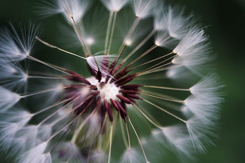 Kostnadsfria Kostnadsfri bild av blomma, extrem närbild, färsk Stock foto