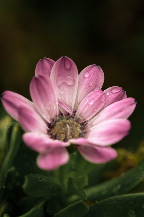 Raindrops on Pink Flower