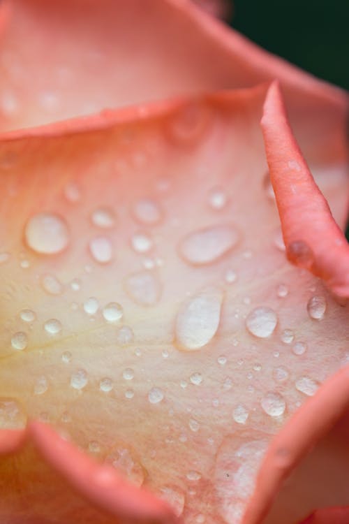 Water Droplets on Rose Petals