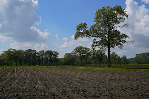 Foto stok gratis agrikultura, bidang, lahan pertanian