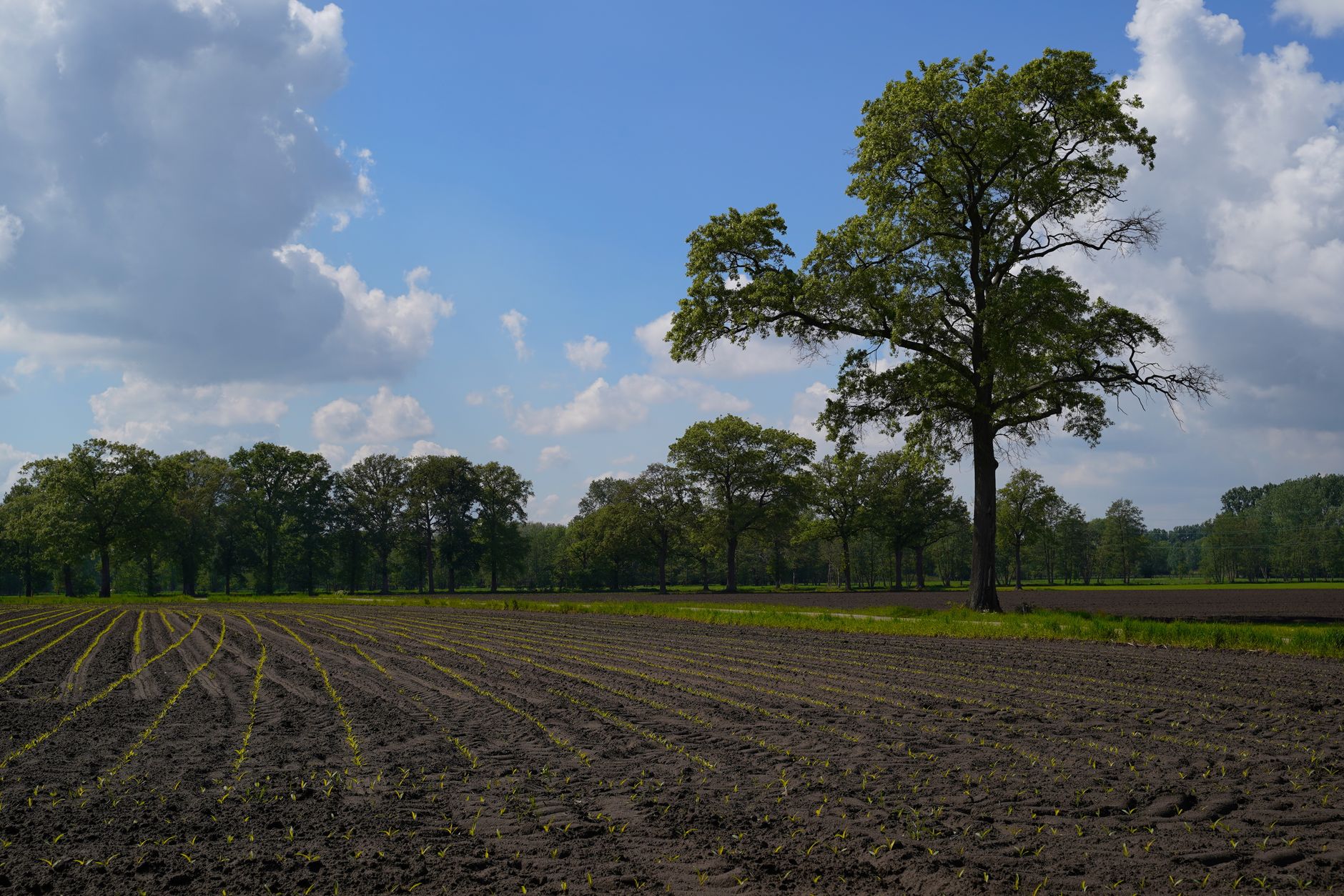 Open pastureland and old cedars at the historic Wessyngton Plantation site near Cedar Hill