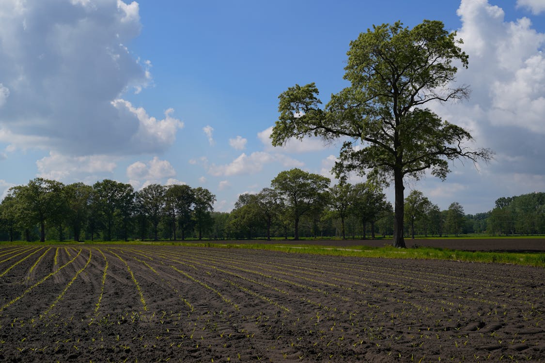 Imagine de stoc gratuită din agricultură, arbori, câmp