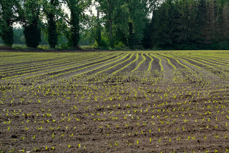 Crops Growing In Field