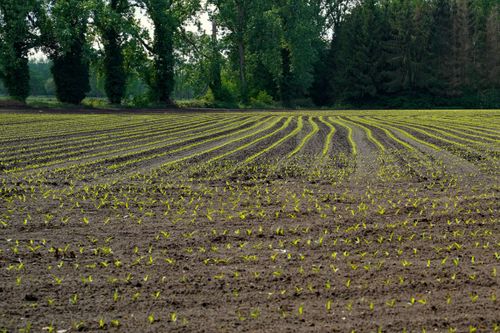 Free Vibrant green seedlings growing in neatly planted rows on a summer day. Stock Photo