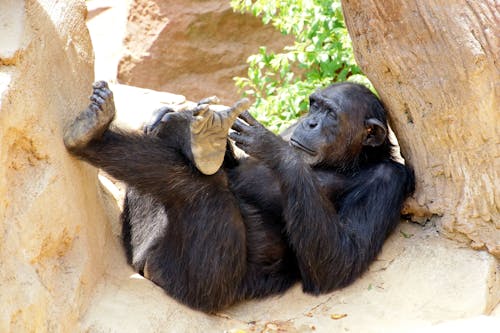 Chimpanzee Sitting on Rocks