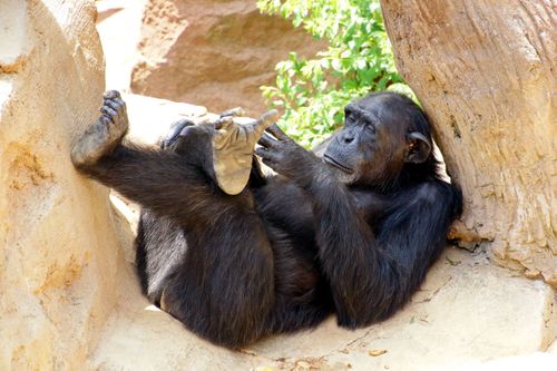 Free A chimpanzee reclines against a tree, enjoying the sunlight in its natural habitat. Stock Photo
