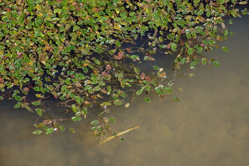 Leaves Flowing on Water