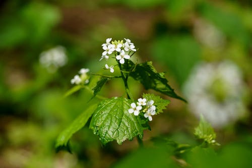 Tiny White Flowers of Garlic Mustard