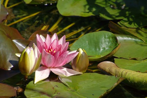 Lotus Flower Growing among Leaves