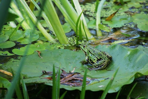 Frog Sitting on Big Leaf on Water
