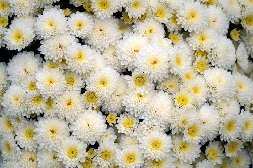 Full Shot of White Chrysanthemums