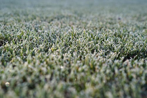 Frozen Short Grass