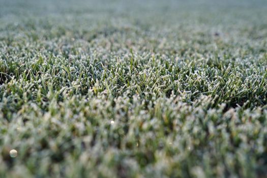 winter lawn