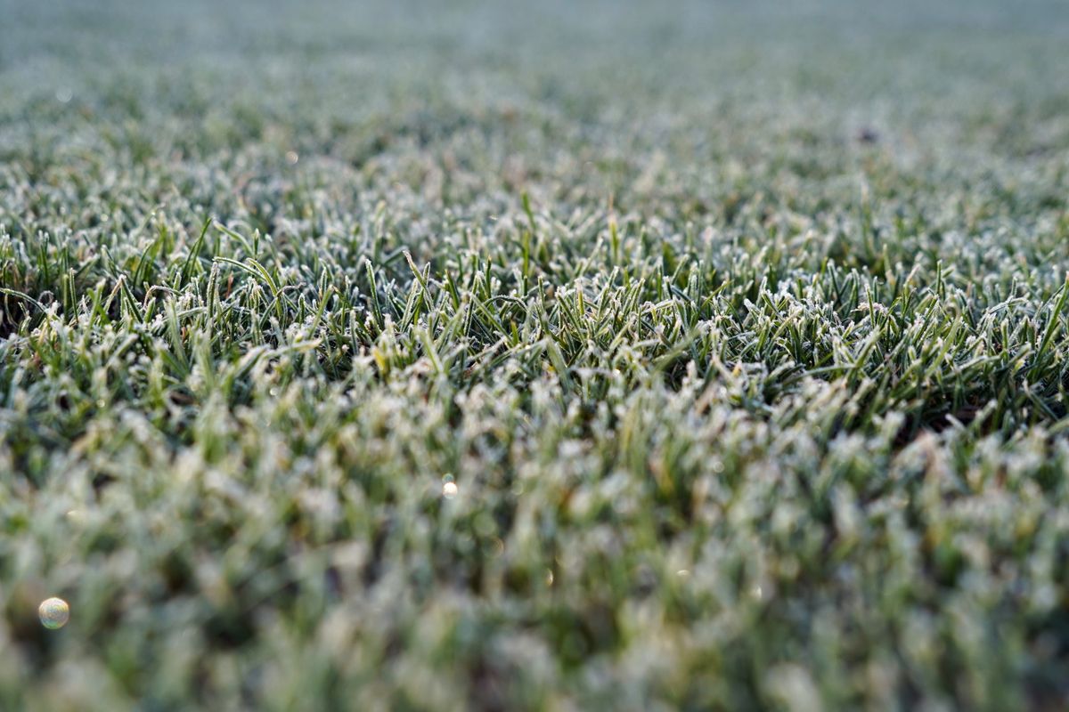 A detailed view of frosty grass on a cold winter morning, capturing the texture and chill.