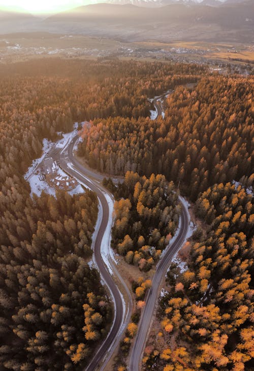 Imagine de stoc gratuită din aleargă, arbori, codru