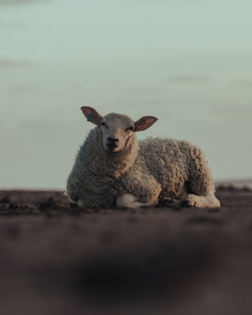 Sheep Lying on the Ground