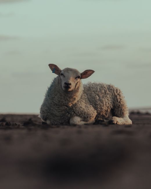 A serene image of a sheep lying in a rural landscape at sunset, capturing calmness and nature.