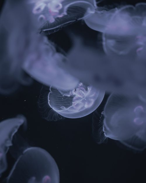 Free Close-up of ethereal moon jellyfish gracefully floating in dark sea water. Stock Photo