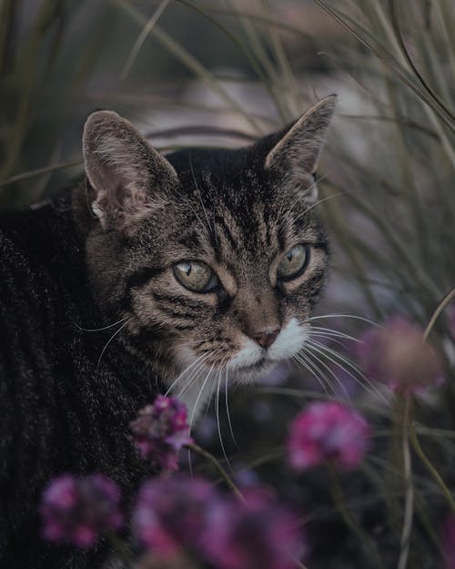 Cat Standing in Grass