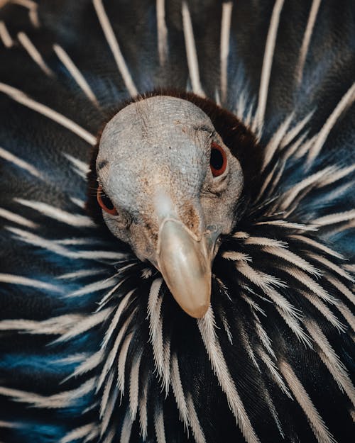 Vulturine Guineafowl Head