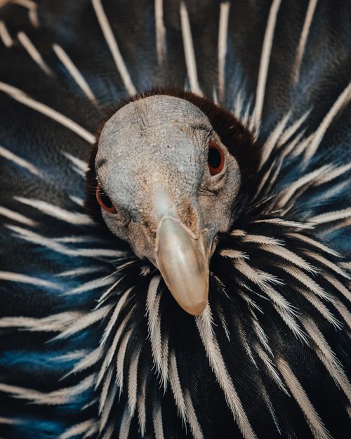 Free Intense close-up of a Vulturine Guineafowl showcasing its striking feather patterns. Stock Photo