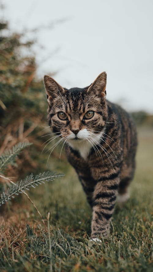 Free Sneaking Cat on the Meadow Stock Photo