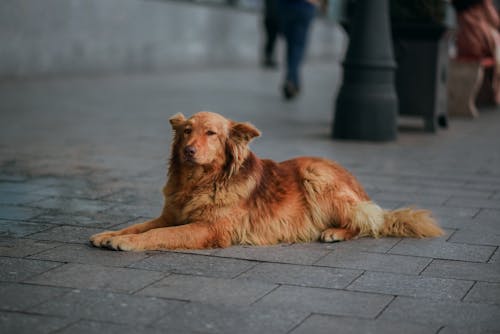 Immagine gratuita di animale, animali domestici, camminando